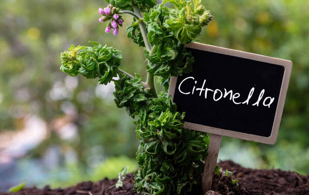 Citronela na odpudenie komárov