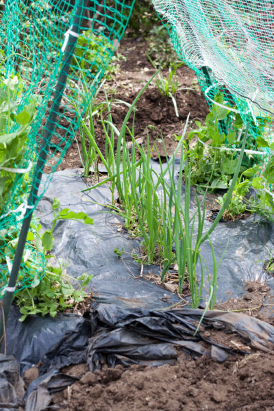 Companion planting hrášku a jarnej cibuľky
