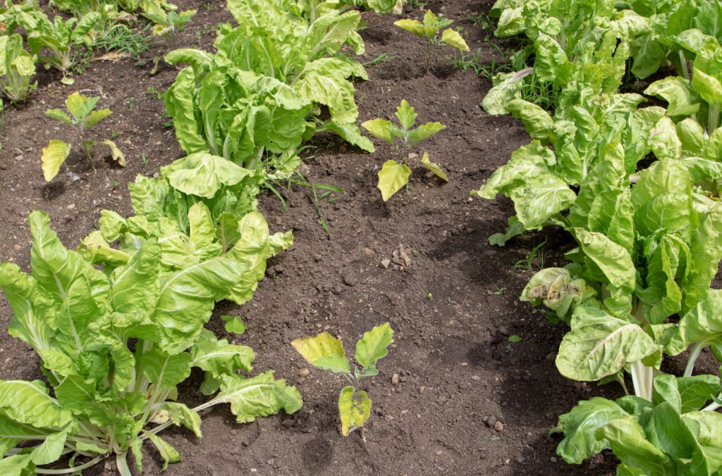 Companion planting mangoldu a baklažánu