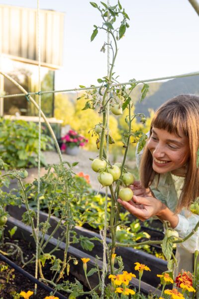 Lunárny kalendár a pestovanie paradajok